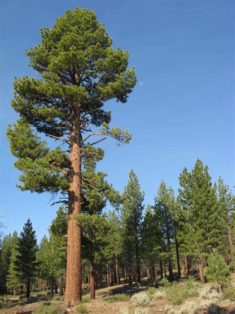 29 Different Types Of Pine Trees In California Northern Southern