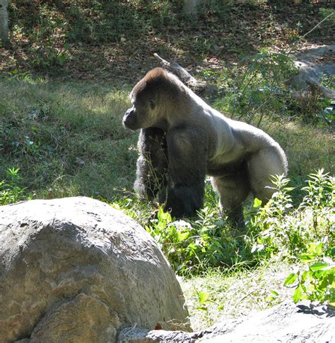 Lowland Gorillas At The Atlanta Zoo Georgia Travel Photos By Galen R
