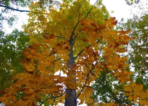 4 Types Of Hickory Trees In Connecticut Woodsman Report