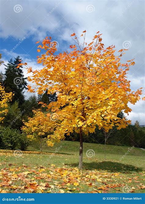 Autumn Maple Tree Stock Image Image Of Scenic Single 3330921