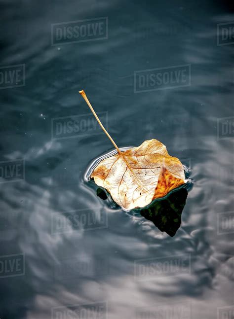 A Fine Art Image Of A Yellow Leaf Floating In Calm Water Stock Photo