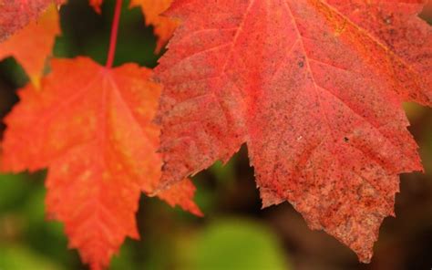 How To Grow Big Leaf Maple Trees From Cuttings Dengarden