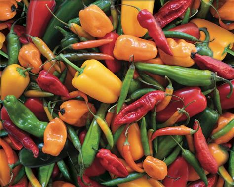 peppers peppers peppers by sandra stevens free download — hart puzzles