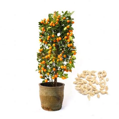 40pcs Kumquat Bonsai Orange Tree Perennial Edible Fruit Bonsai Tree