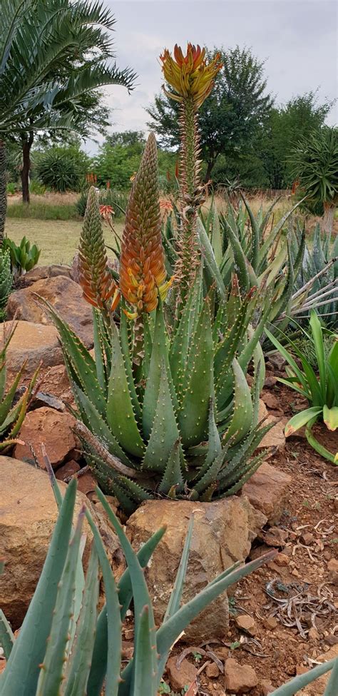 Aloe Hybrid In Flower Johans Hybrids Vaal Retreat March 2020 Plants