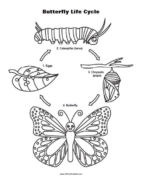Life Cycle of a Butterfly Coloring Page | Free Printable