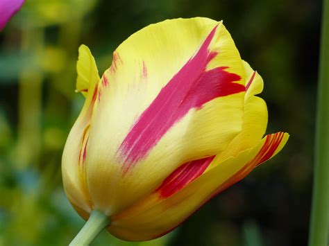 Fotos Gratis Naturaleza Flor Pétalo Tulipán Primavera Botánica