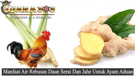 Teh botol is an indonesian drink produced by the company sosro and is sold worldwide. Manfaat Air Rebusan Daun Serai Dan Jahe Untuk Ayam Aduan