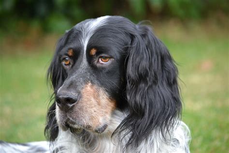 English Setter Pictures And Informations Dog