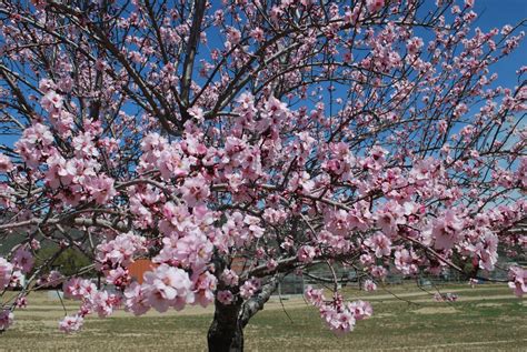 Check spelling or type a new query. Desert Garden: Almond blossoms~Today's Flowers 041810