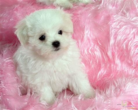 Baby doge coin is created by dogecoin lovers with a mission to help save dogs. Baby Dog Wallpapers - Wallpaper Cave