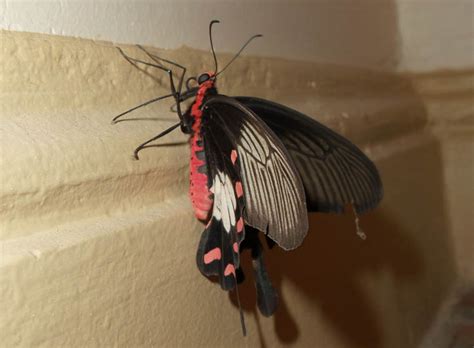 Common Rose Swallowtail From Cambodia Whats That Bug