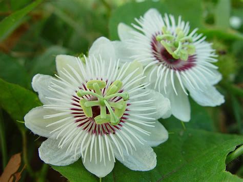 Passiflora Foetida X Edulis Bush Passion Fruit Hybrid Seeds World