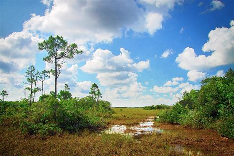 Florida Everglades 0937 Photograph By Rudy Umans Fine Art America