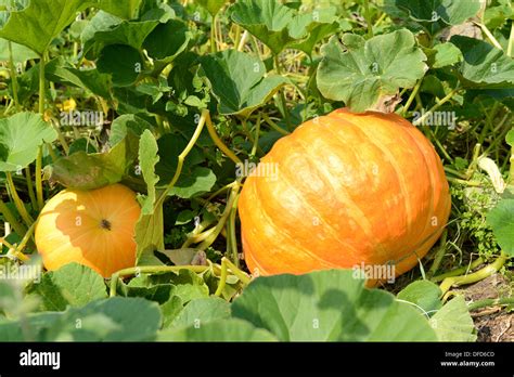 Growing Pumpkins Hi Res Stock Photography And Images Alamy