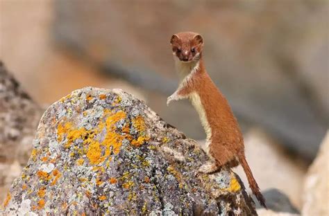 Stoat And Weasel Guide How To Identify Habitat Diet And Best Places