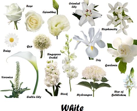 White Flower Names With Pictures