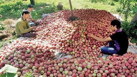 Agriculture In Himachal Pradesh In Malayalam Himachal Pradesh An
