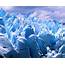 Cool Moreno Glacier In Argentina Wallpapers  HD 47930