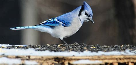 Blue Jay Indiana Audubon