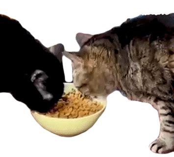 Eating The Pet Collective GIF - Eating ThePetCollective ...