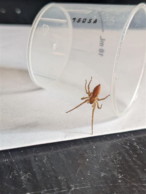 Found In A Medicine Cup East Tennessee Brown Recluse Rspiders