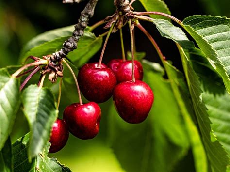 Growing Cherry Trees Planting Cherry Trees In Your Garden Gardening Know How