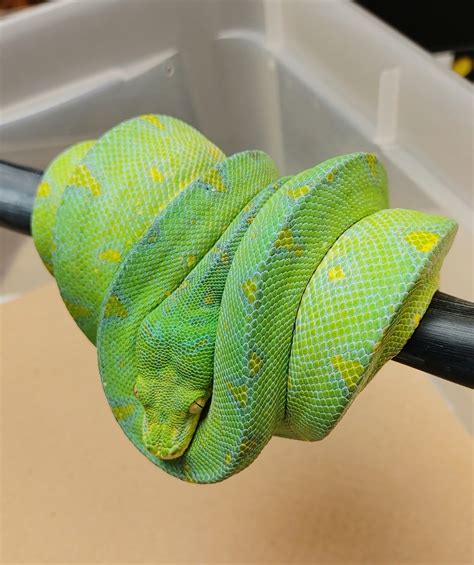 Manokwari Male Green Tree Python By Gs Reptiles Morphmarket