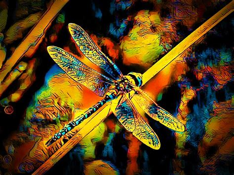 Rainbow Dragonfly Sas Collection Digital Art Animals Birds