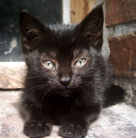 Kitten Free Stock Photo A Small Black Kitten 11425