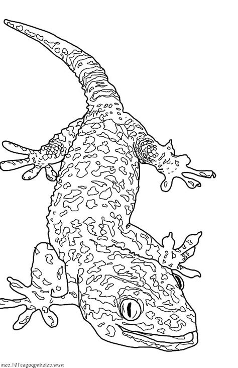 Giant Gecko Lizard Coloring Pages - Download & Print Online Coloring