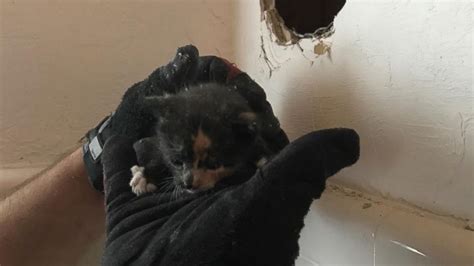 Firefighters Rescue Kitten Stuck Inside Wall Abc News