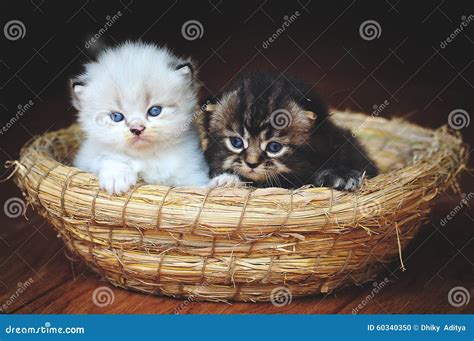 Two Brothers Kittens Stock Photo Image Of Stillife Print 60340350