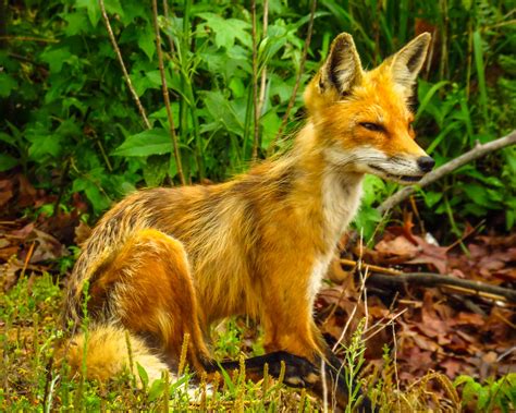 Male Fox Molting Img5409 Bill Niven Flickr