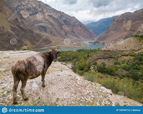 A Cow In The Caucasus Mountains Stock Photo Image Of Animals