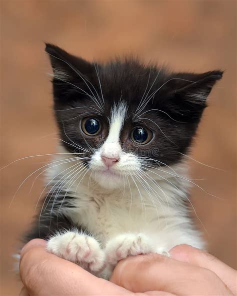 Black And White Kitten With A Scared Unhappy Little Face Stock Photo