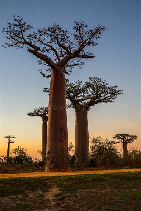Beautiful Baobab Trees At Sunset Stock Image Image Of Exotic