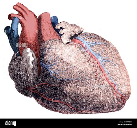 Anatomical Heart Illustration Hi Res Stock Photography And Images Alamy
