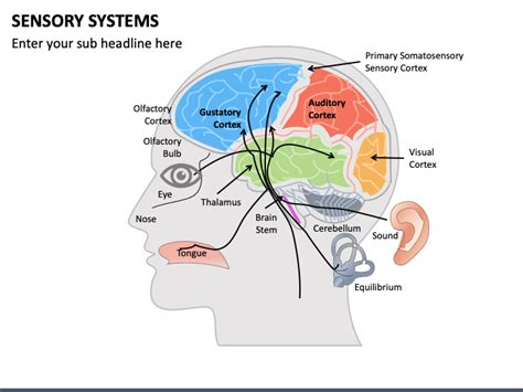 Sensory Systems Powerpoint Template Ppt Slides