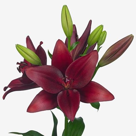 Lily LA Red Rock 95cm Wholesale Dutch Flowers Florist Supplies UK