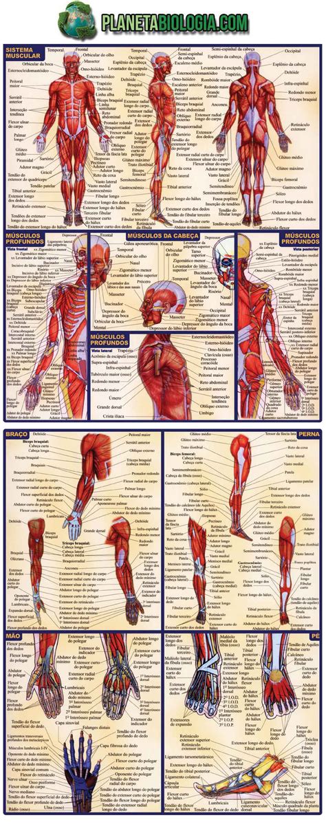 Mapa Dos Músculos Do Corpo Humano Ensino