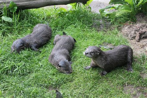 They Otter Have Names And Now They Do Lucky Clover And Shamrock