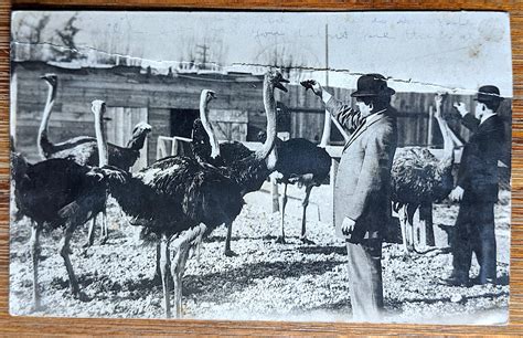 Lot Antique Vintage Historical Ostrich Postcard