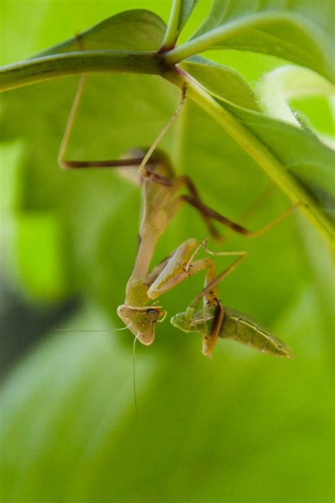 Praying Mantis Feeding Praying Mantis Chico California Usa Herbs