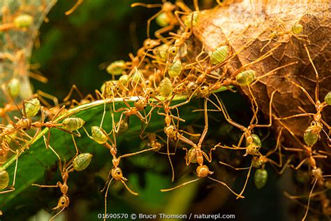 Stock Photo Of Green Tree Ants Oecophylla Smaragdina Defending Their
