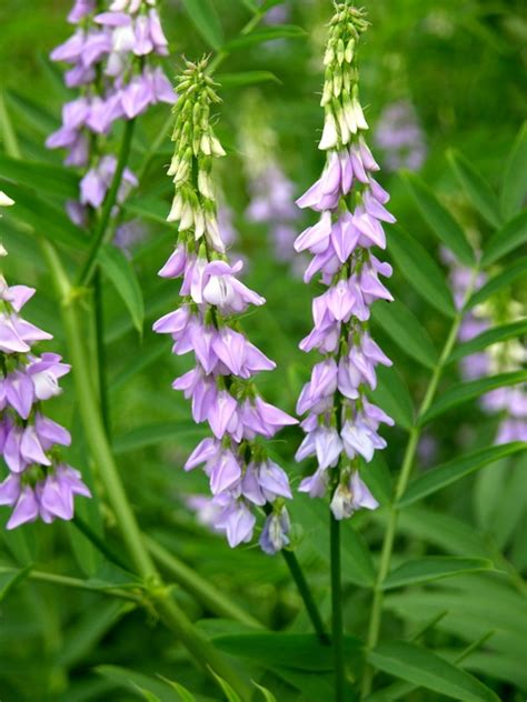 This article traces the roots of the antihyperglycaemic biguanide metformin from the use of galega officinalis (goat's rue or french lilac) as a herbal treatment for the symptoms of diabetes. Goat´S-Rue (Galega officinalis) Biopix photo/image 70116