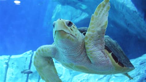 World Sea Turtle Day The Journey Of 5 Rescued Turtles From Ocean To