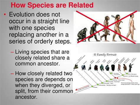 Ppt Biological Evidence Of Evolution Powerpoint Presentation Free Download Id 1930621