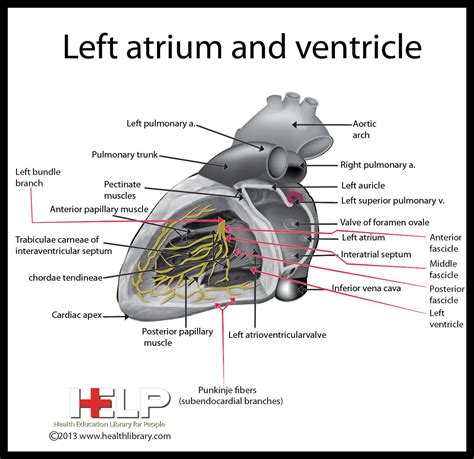Left Atrium And Ventricle Cardiac Anatomy And Physiology Medical