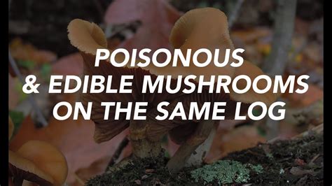 Poisonous And Edible Mushrooms On The Same Log — Learn Your Land Youtube